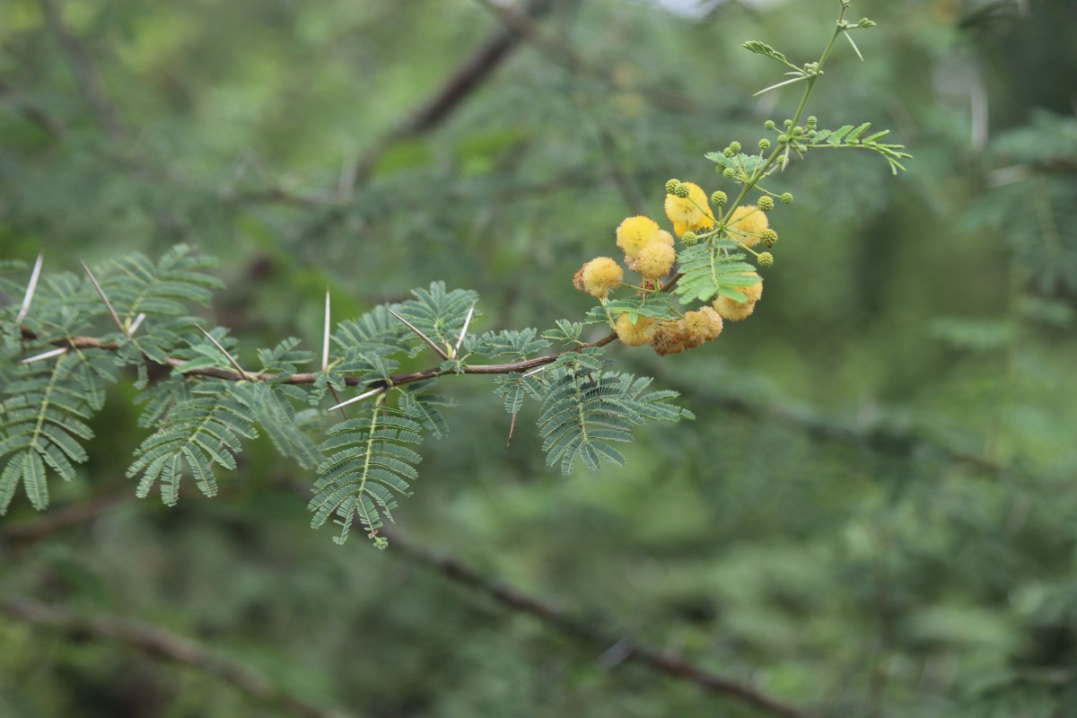 Vachellia nilotica (L.) P.J.H.Hurter & Mabb.